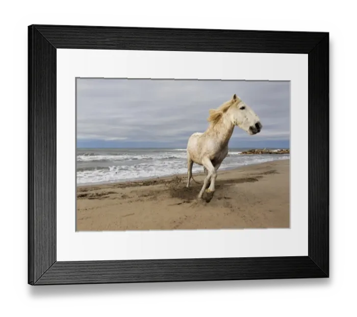 Framed Print : Camargue horse running along beach, southern France Framed Print : Camargue horse running along beach, southern France