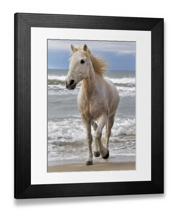 Framed Print : Camargue horse running along beach, southern France Framed Print : Camargue horse running along beach, southern France