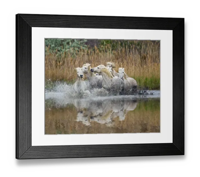 Framed Print : Camarge horses and reflection, southern France Framed Print : Camarge horses and reflection, southern France