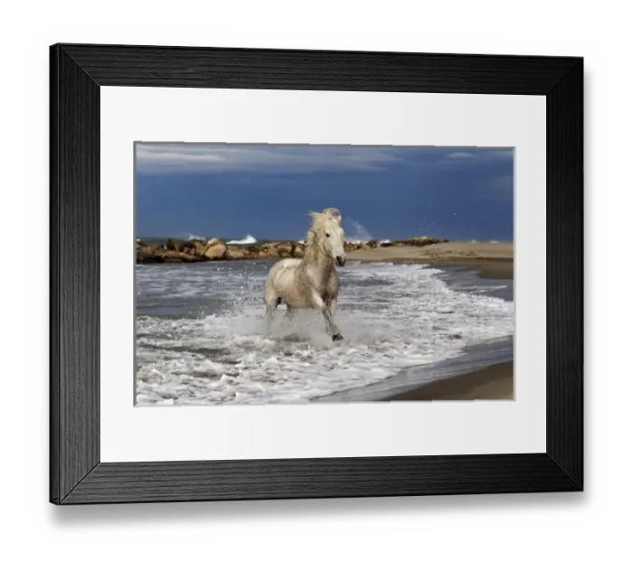 Framed Print : Camargue horse running out of surf, southern France Framed Print : Camargue horse running out of surf, southern France