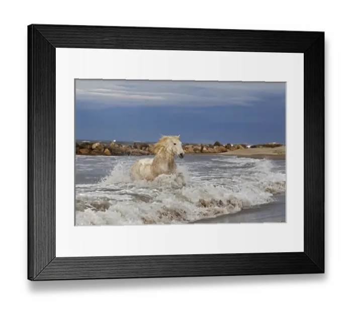 Framed Print : Camargue horse running out of surf, southern France Framed Print : Camargue horse running out of surf, southern France
