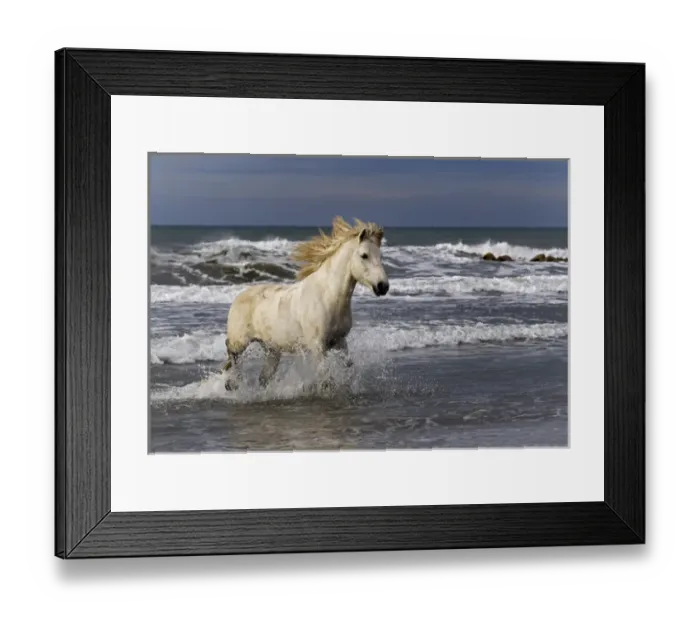 Framed Print : Camargue horse running out of surf, southern France Framed Print : Camargue horse running out of surf, southern France