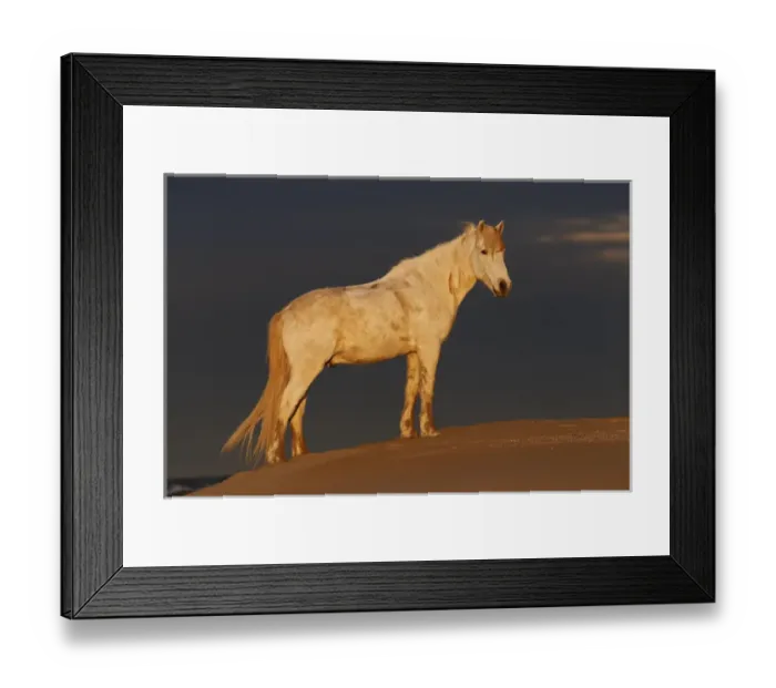 Framed Print : Camargue Horse on beach at sunrise, southern, France Framed Print : Camargue Horse on beach at sunrise, southern, France
