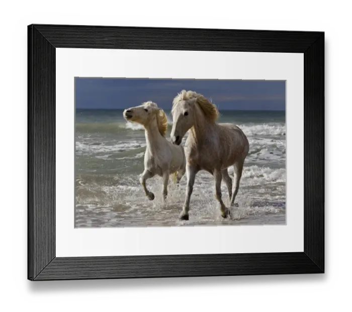 Framed Print : Camargue horse running out of surf, southern France Framed Print : Camargue horse running out of surf, southern France