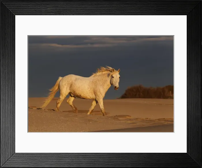 Framed Print : Camargue Horse on beach at sunrise, southern, France Framed Print : Camargue Horse on beach at sunrise, southern, France