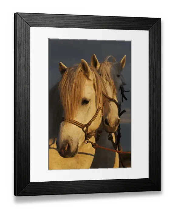 Framed Print : Camargue Horse on beach at sunrise, southern, France Framed Print : Camargue Horse on beach at sunrise, southern, France