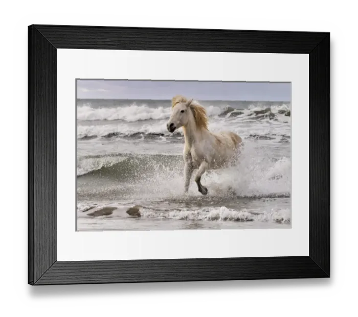 Framed Print : Camargue horse running out of surf, southern France Framed Print : Camargue horse running out of surf, southern France