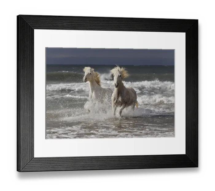 Framed Print : Camargue horse running out of surf, southern France