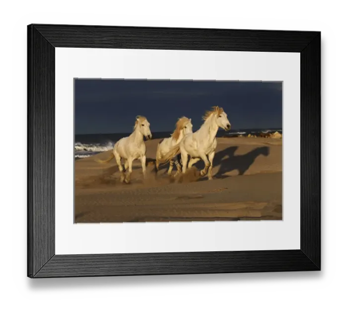 Framed Print : Camargue Horse on beach at sunrise, southern, France