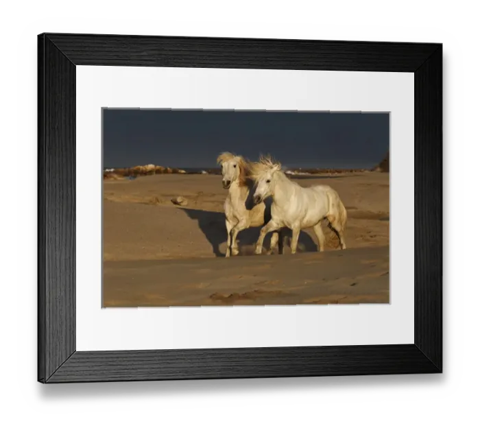Framed Print : Camargue Horse on beach at sunrise, southern, France Framed Print : Camargue Horse on beach at sunrise, southern, France