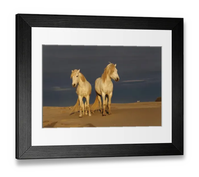 Framed Print : Camargue Horse on beach at sunrise, southern, France Framed Print : Camargue Horse on beach at sunrise, southern, France