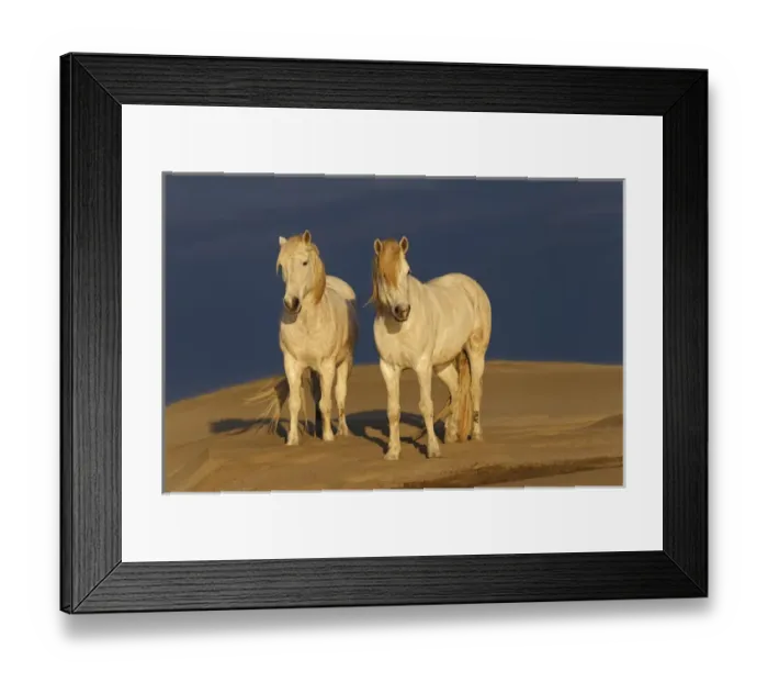 Framed Print : Camargue Horse on beach at sunrise, southern, France Framed Print : Camargue Horse on beach at sunrise, southern, France