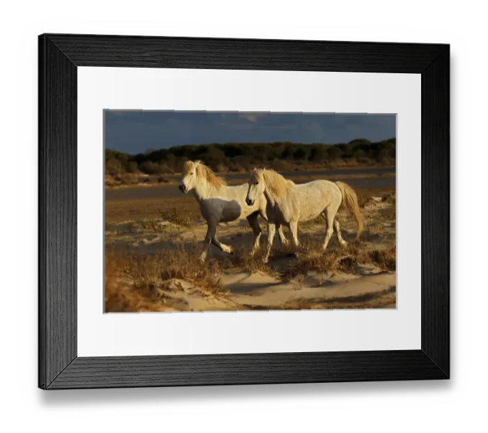 Framed Print : Camargue Horse on beach at sunrise, southern, France Framed Print : Camargue Horse on beach at sunrise, southern, France
