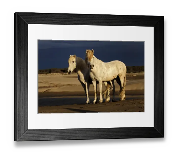 Framed Print : Camargue Horse on beach at sunrise, southern, France Framed Print : Camargue Horse on beach at sunrise, southern, France