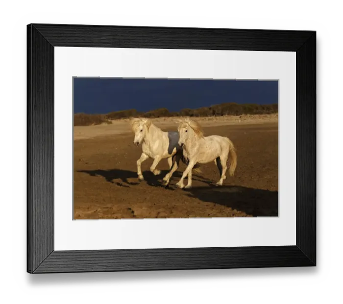 Framed Print : Camargue Horse on beach at sunrise, southern, France