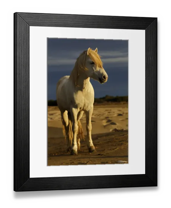 Framed Print : Camargue Horse on beach at sunrise, southern, France Framed Print : Camargue Horse on beach at sunrise, southern, France