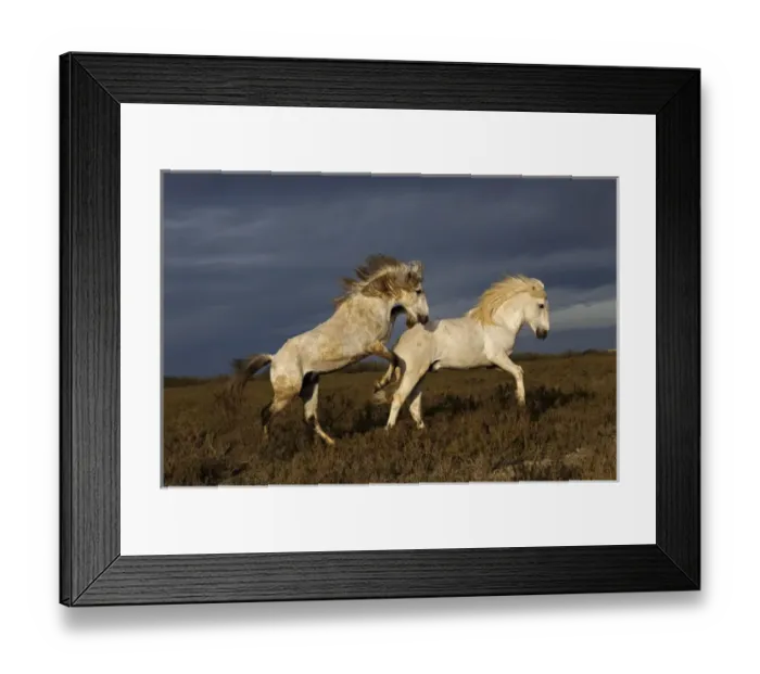 Framed Print : Pair of Camargue horse stallions fighting, southern France Framed Print : Pair of Camargue horse stallions fighting, southern France