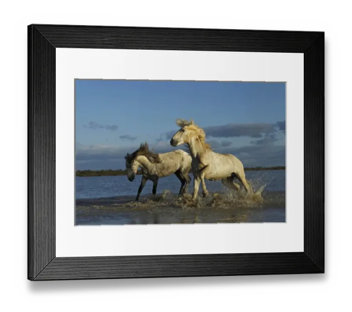Framed Print : Pair of Camargue stallions fighting, southern France