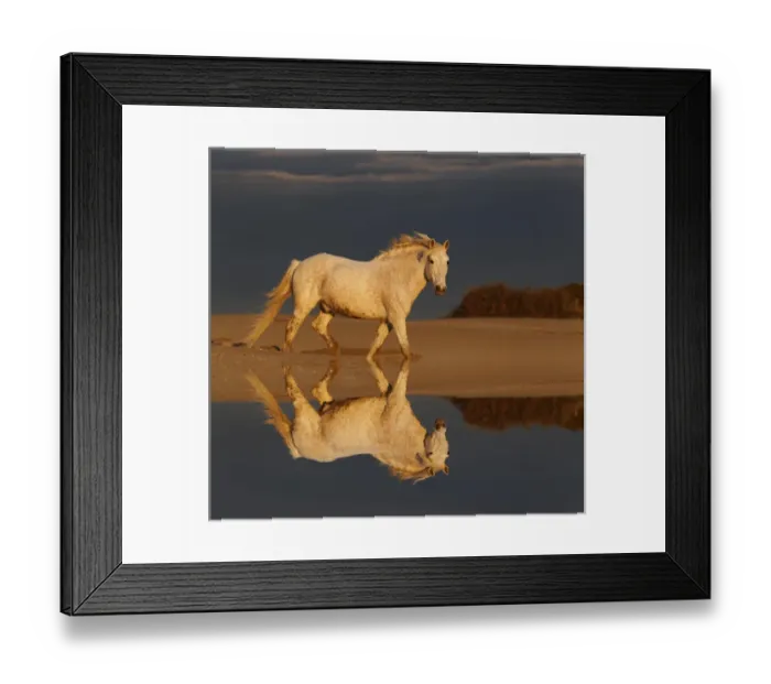 Framed Print : Camargue Horse on beach at sunrise, southern, France Framed Print : Camargue Horse on beach at sunrise, southern, France
