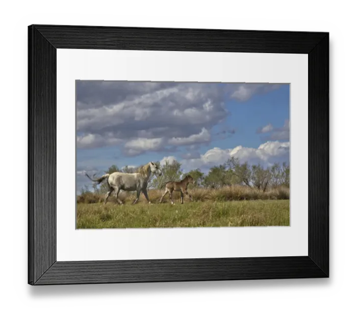 Framed Print : Camargue horse foal with mother, Camargue region of southern France Framed Print : Camargue horse foal with mother, Camargue region of southern France