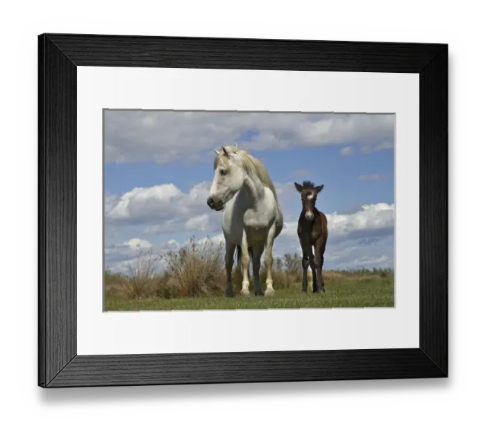 Framed Print : Camargue horse foal with mother, Camargue region of southern France Framed Print : Camargue horse foal with mother, Camargue region of southern France