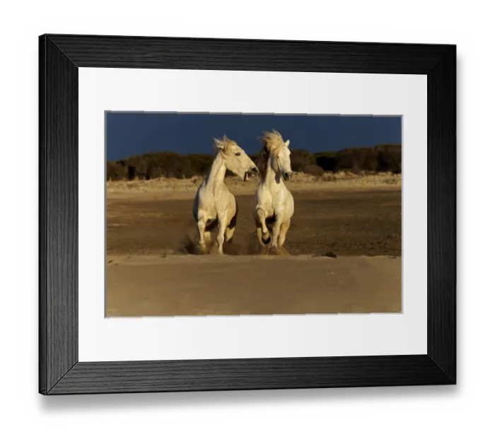 Framed Print : Pair of Camargue Horses playing on beach at sunrise, southern, France