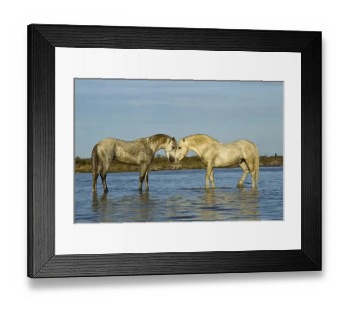 Framed Print : Camargue horses standing in marshy wetland of the Camargue, southern France
