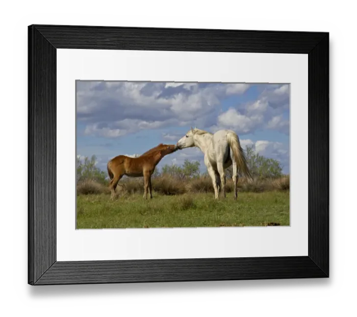 Framed Print : Camargue horse foal with mother, Camargue region of southern France Framed Print : Camargue horse foal with mother, Camargue region of southern France