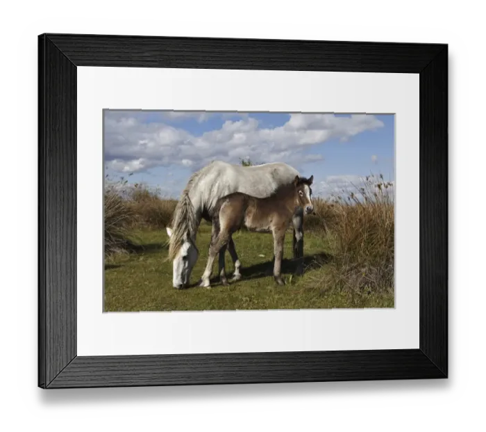 Framed Print : Camargue horse foal with mother, Camargue region of southern France