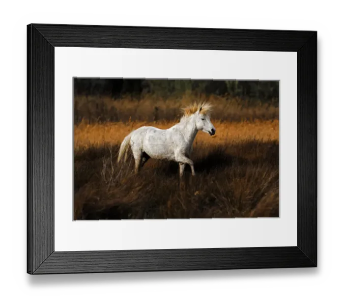 Framed Print : Camargue horses running through marshy wetland of the Camargue, southern France Framed Print : Camargue horses running through marshy wetland of the Camargue, southern France