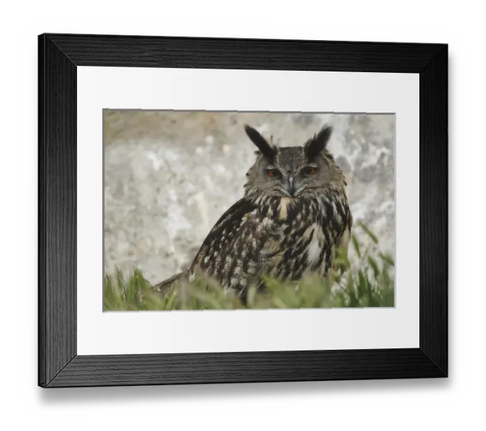 Framed Print : Eagle Owl, Parc Ornithologique de Pond de Gau, Camargue Region of France Framed Print : Eagle Owl, Parc Ornithologique de Pond de Gau, Camargue Region of France