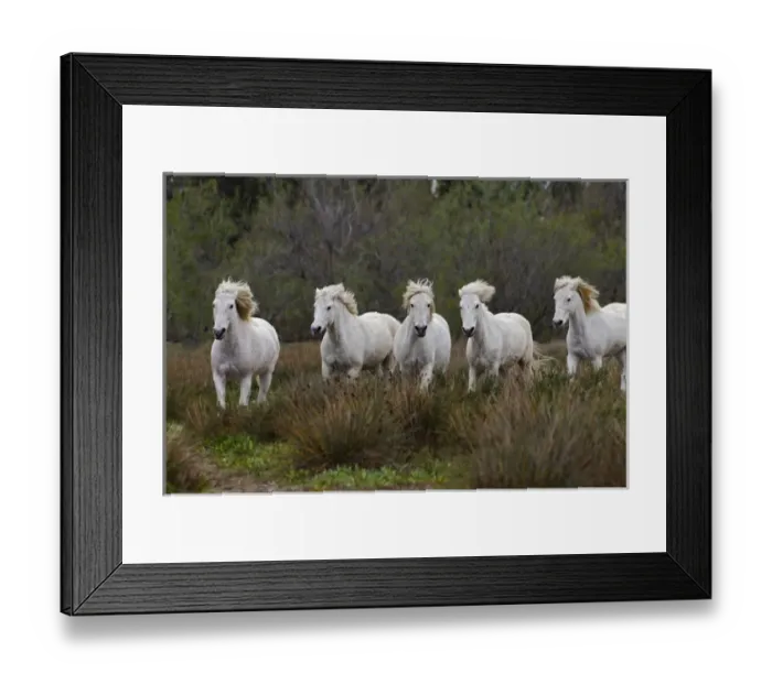 Framed Print : Camargue horses running through marshy wetland of the Camargue, southern France Framed Print : Camargue horses running through marshy wetland of the Camargue, southern France