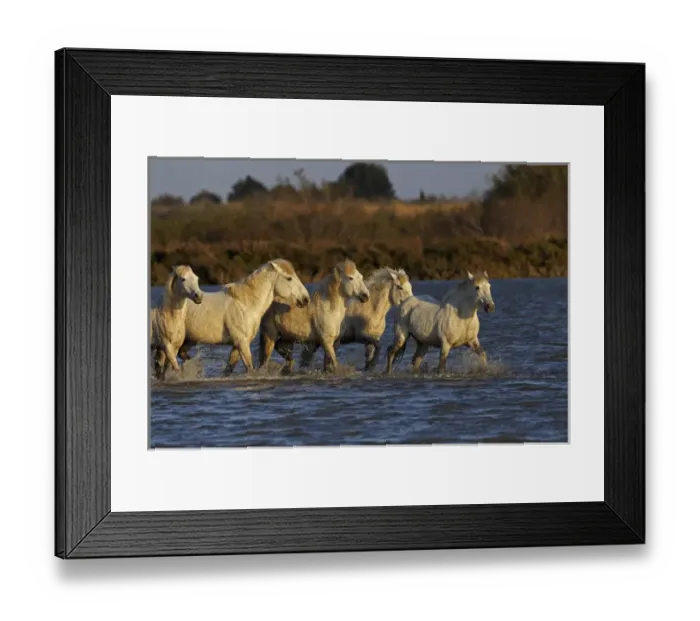 Framed Print : Camargue horses running through marshy wetland of the Camargue, southern France Framed Print : Camargue horses running through marshy wetland of the Camargue, southern France
