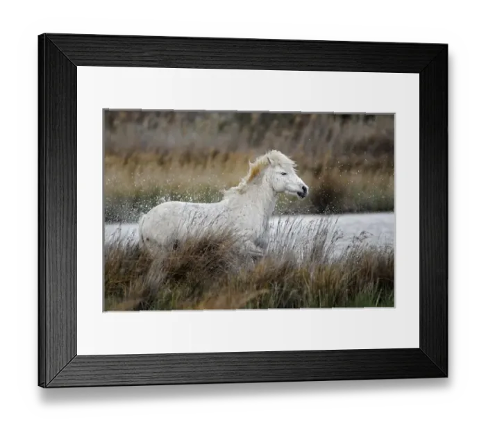 Framed Print : Camargue horses running through marshy wetland of the Camargue, southern France Framed Print : Camargue horses running through marshy wetland of the Camargue, southern France