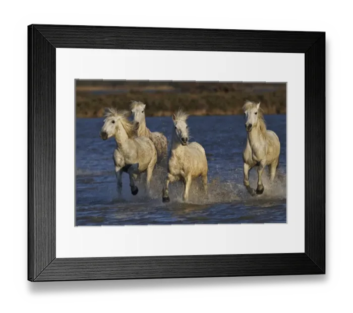 Framed Print : Camargue horses running through marshy wetland of the Camargue, southern France Framed Print : Camargue horses running through marshy wetland of the Camargue, southern France