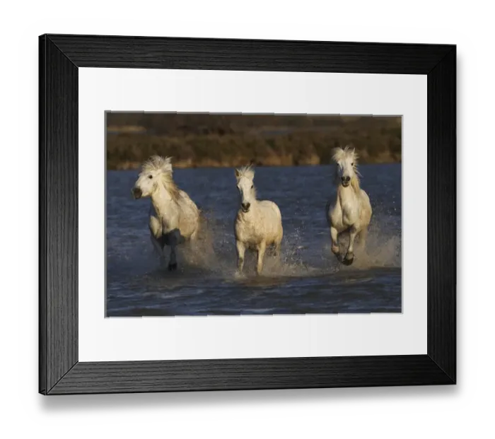 Framed Print : Camargue horses running through marshy wetland of the Camargue, southern France Framed Print : Camargue horses running through marshy wetland of the Camargue, southern France