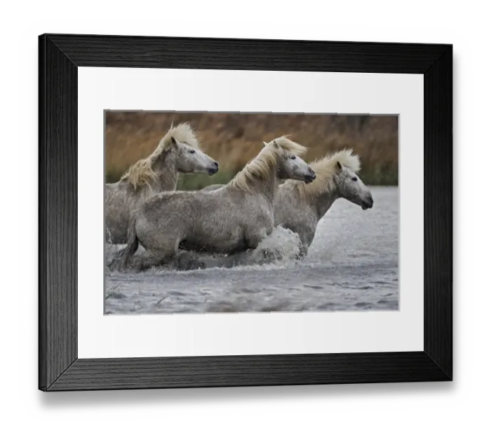 Framed Print : Camargue horses running through marshy wetland of the Camargue, southern France Framed Print : Camargue horses running through marshy wetland of the Camargue, southern France