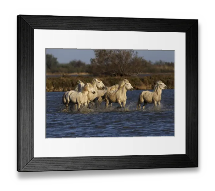 Framed Print : Camargue horses running through marshy wetland of the Camargue, southern France Framed Print : Camargue horses running through marshy wetland of the Camargue, southern France