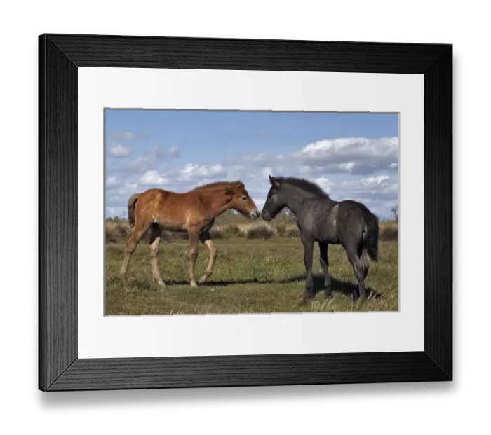 Framed Print : Camargue horse foal, born dark and turn white with age, Camargue region of southern Framed Print : Camargue horse foal, born dark and turn white with age, Camargue region of southern