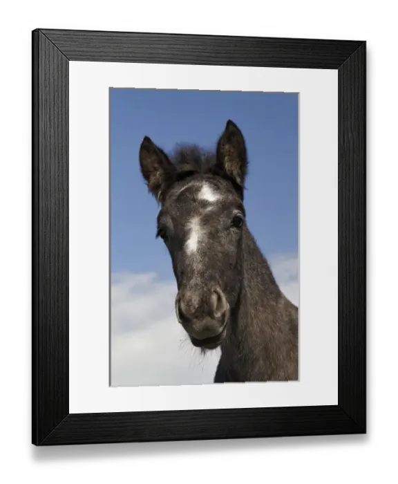 Framed Print : Camargue horse foal, born dark and turn white with age, Camargue region of southern Framed Print : Camargue horse foal, born dark and turn white with age, Camargue region of southern