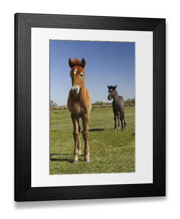 Framed Print : Camargue horse foal, born dark and turn white with age, Camargue region of southern Framed Print : Camargue horse foal, born dark and turn white with age, Camargue region of southern