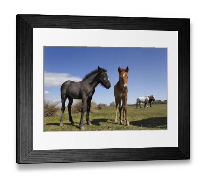Framed Print : Camargue horse foal, born dark and turn white with age, Camargue region of southern Framed Print : Camargue horse foal, born dark and turn white with age, Camargue region of southern