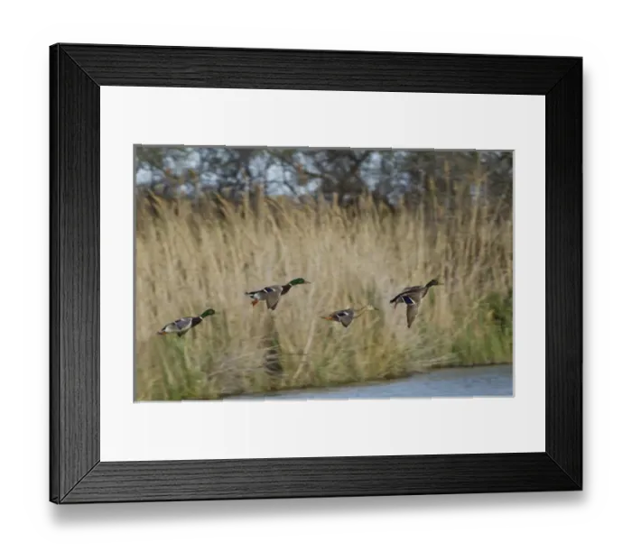 Framed Print : Three male mallard ducks and one female mallard in flight, Parc Ornithologique de Pond de Gau Framed Print : Three male mallard ducks and one female mallard in flight, Parc Ornithologique de Pond de Gau
