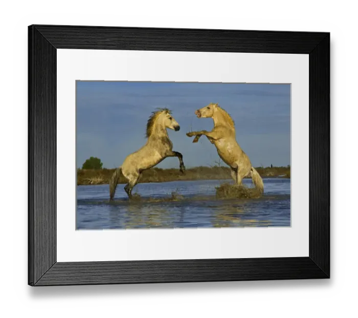 Framed Print : Pair of Camargue Horse stallions fighting in upright position, Camargue region of