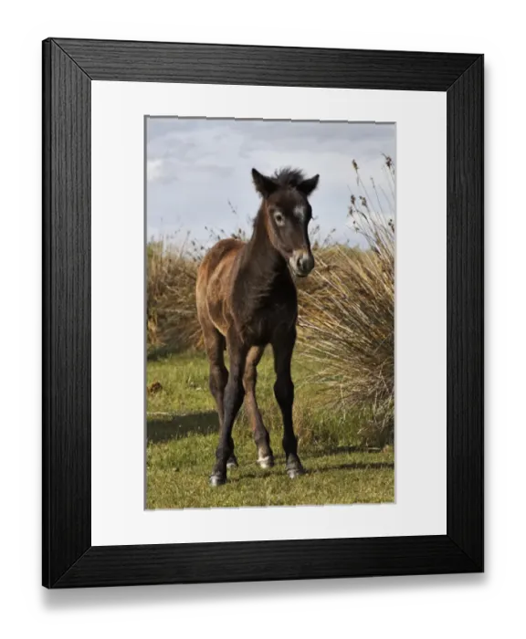 Framed Print : Camargue horse foal, born dark and turn white with age, Camargue region of southern Framed Print : Camargue horse foal, born dark and turn white with age, Camargue region of southern
