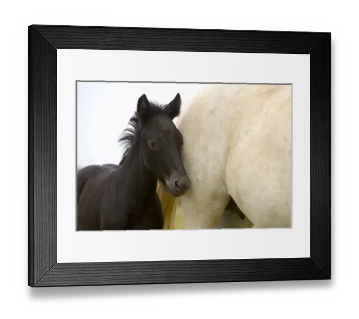 Framed Print : France, Provence Region. Detail of white Camargue mother horse and black colt, which Framed Print : France, Provence Region. Detail of white Camargue mother horse and black colt, which