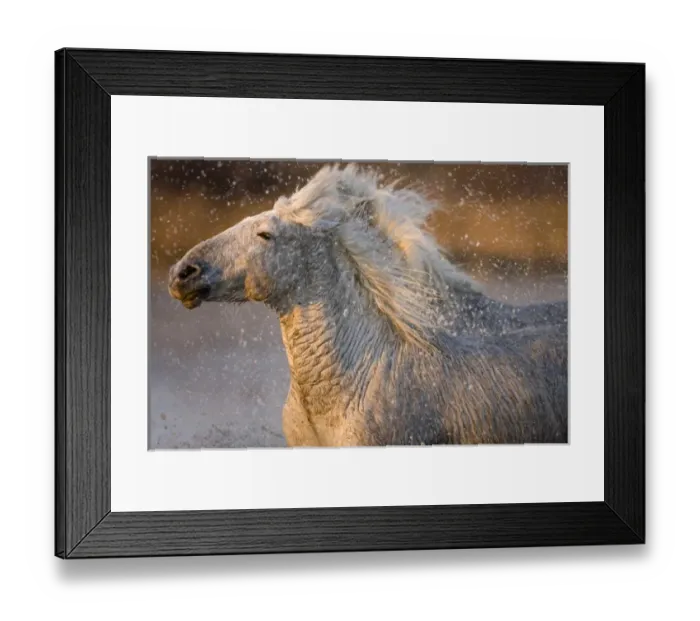 Framed Print : France, Provence. Detail of two Camargue horses running through a marsh. Credit as Framed Print : France, Provence. Detail of two Camargue horses running through a marsh. Credit as