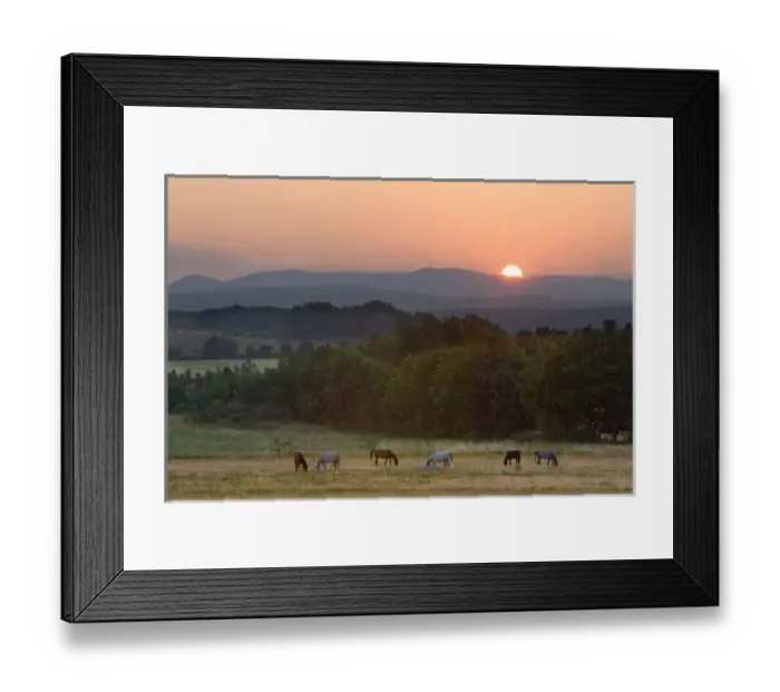 Framed Print : Europe, France, Provence region. Horses graze at sunrise Framed Print : Europe, France, Provence region. Horses graze at sunrise