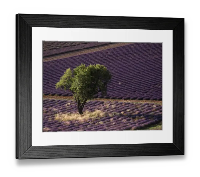Framed Print : France, Drome, Provence-Alpes-Cote d Azur, View of single tree in lavender field Framed Print : France, Drome, Provence-Alpes-Cote d Azur, View of single tree in lavender field