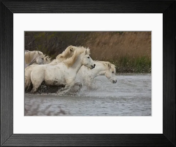 Framed Print : Europe, France, Provence. White Camargue horses running in water Framed Print : Europe, France, Provence. White Camargue horses running in water